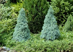 Picea glauca Sanders Blue / Kék cukorsüvegfenyő